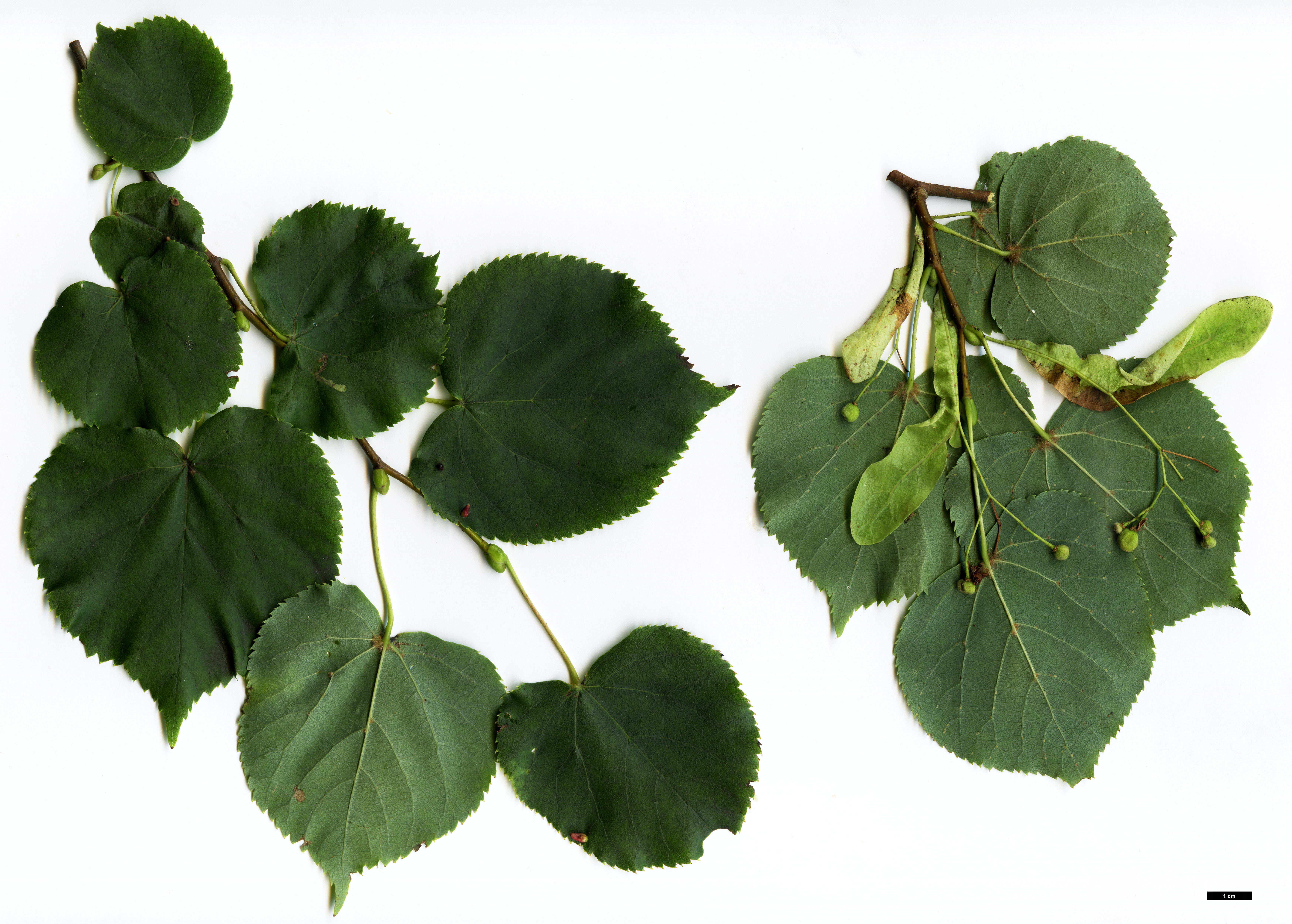 High resolution image: Family: Malvaceae - Genus: Tilia - Taxon: cordata